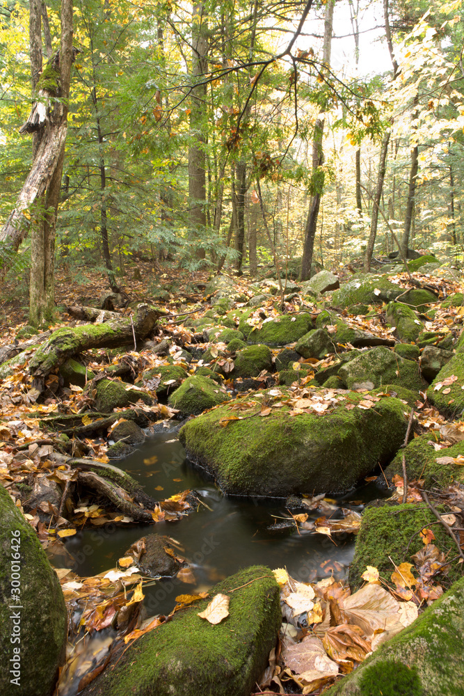 Wall mural stream running in the woods with moss on the rocks