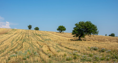 Fototapeta na wymiar field in Greece