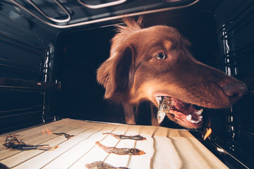 Hund blickt in Backofen und ißt Fisch