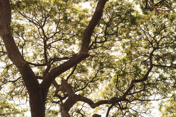 forest of nature fir leaf tree in wildlife on summer blue sky background, vacation holiday and travel to natural environment park