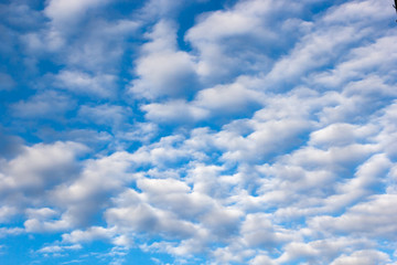 clouds of an average tier high cumulus, on a blue background of the sky