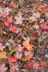 Leaves scattered on the ground in fall - Red, Brown