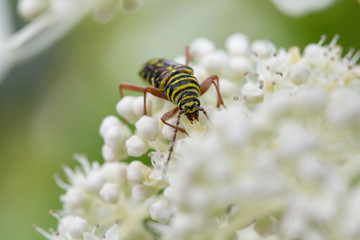 Bees on White Flowers
