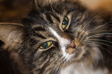 muzzle cat close up, looking from the bottom up