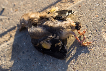 A dead goldfinch. Road wars are the death of a bird. Death by car. Bird killed on the road. The tragic situation in the world of birds. Illustration of ecological catastrophe on the planet Earth.