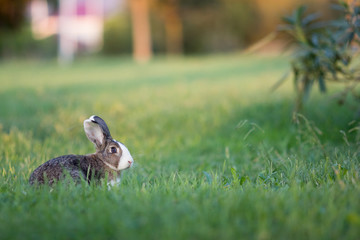 rabbit on the lawn. rabbit hid in the grass in the backyard