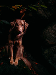 Hund in Höhle