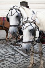 Naklejka na ściany i meble Horse - drawn carriage or Fiaker, popular tourist attraction, on Michaelerplatz and Hofburg Palace.