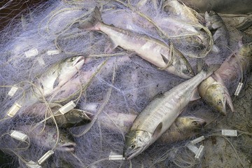 Fresh chum salmon (Oncorhynchus keta) catch. Amur river. Khabarovsk region, far East, Russia.