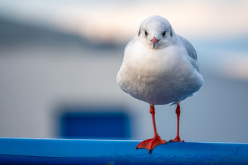 a close-up of a seagull standing on a railing in the harbour