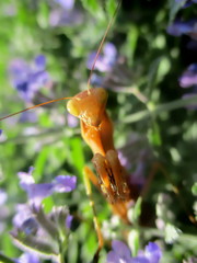 Macrophotographie de face d'une mante religieuse brune en garde 