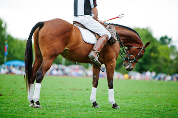 Polo Ref watching the match
