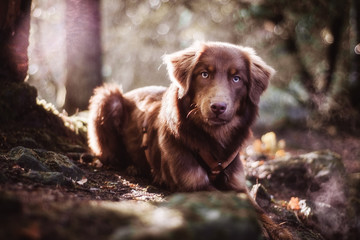 Hund in märchenhaftem Licht