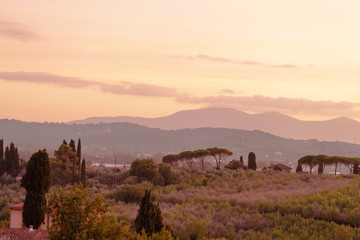 Beautiful image of Tuscany, Italy.  Vineyards and cypresses. Sunset, soft evening light, warm colors.