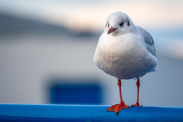 Obraz premium a close-up of a seagull standing on a railing in the harbour