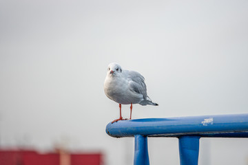 a close-up of a seagull standing on a railing in the harbour
