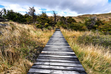 Fototapeta premium wooden path in the forest