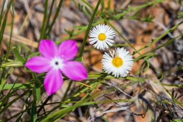 White flower with purple flower