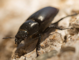 Lucanus cervus is the best-known species of stag beetle (family Lucanidae) in Western Europe. Imago, a female insect.