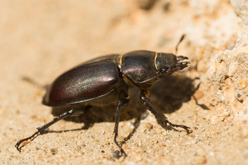 Lucanus cervus is the best-known species of stag beetle (family Lucanidae) in Western Europe....