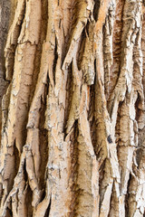 bark of a tree