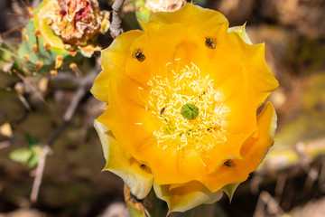 yellow flower in the garden