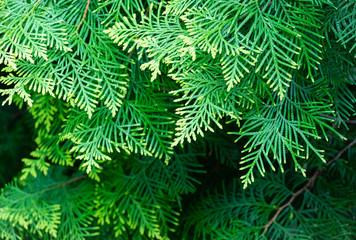 Close-up yellow-green texture of leaves western thuja Aurea, thuja occidentalis, northern white-cedar, or eastern white cedar with blurred green background. Nature landscape, fresh wallpaper