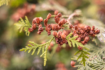 thuja bushes close-up in the garden