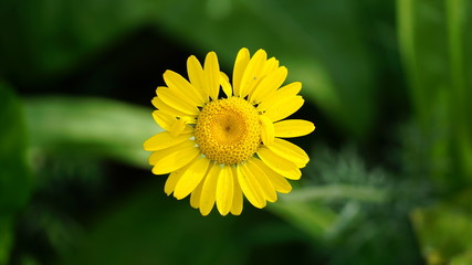 yellow flower