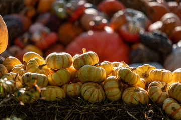 pumpkins