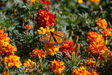 orange flowers in the garden with butterfly