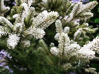 Frost and snow covered spruce branches. Beautiful winter backdrop. Christmas Wallpaper, card, cover, banner. Spruce branch.