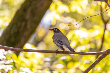 robin on branch