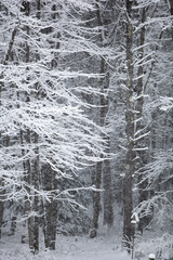 trees covered with snow