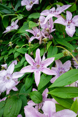 Schöne violett blühende Buschpflanze