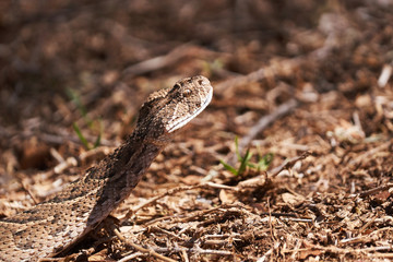 Baby puff adder on the ground between branches, twigs and leaves