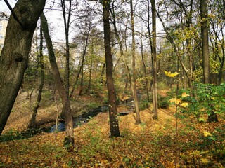 Naklejka premium Autumn park. Fall forest road landscape. Autumn, fall season. Sunny day. Forest trees.