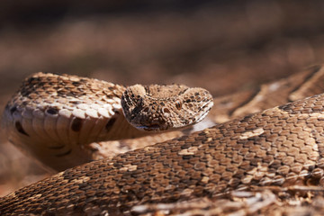 Baby puff adder on the ground between branches, twigs and leaves