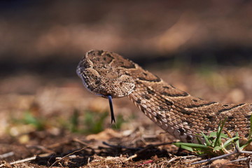 Baby puff adder on the ground between branches, twigs and leaves