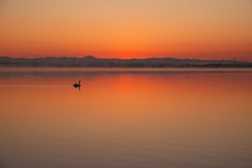 白鳥の湖