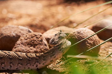 Baby puff adder on the ground moving towards rocks