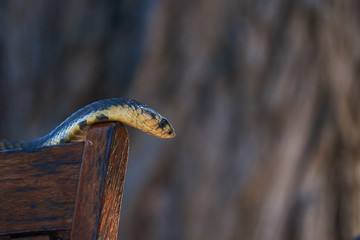 snouted cobra on a garden chair
