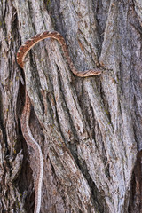   small snake crawling on the bark of a tree                             