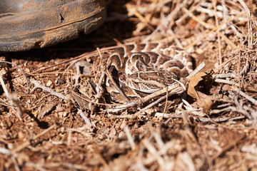 Small baby puff adder on the ground between branches, twigs and leaves