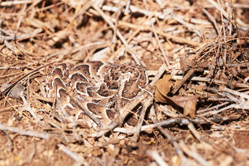 Small baby puff adder on the ground between branches, twigs and leaves