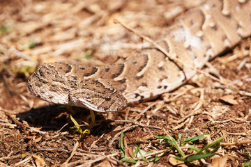 Baby puff adder on the ground between branches, twigs and leaves