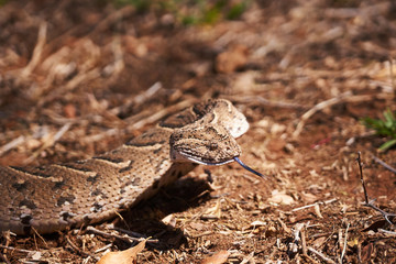 Baby puff adder on the ground between branches, twigs and leaves