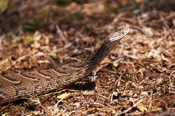 Baby puff adder on the ground between branches, twigs and leaves