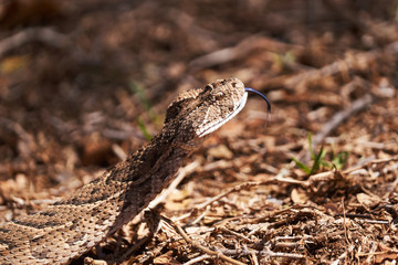 Baby puff adder on the ground between branches, twigs and leaves