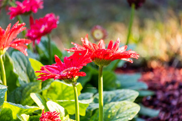 Red Gerbera Daisy